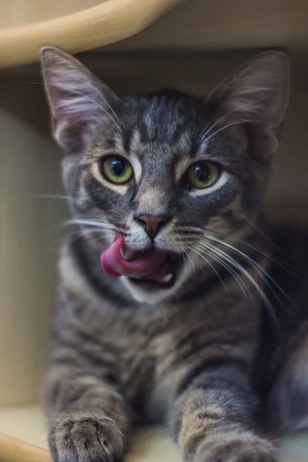 Why Does My Cat Lick My Face? 5 Reasons To Know