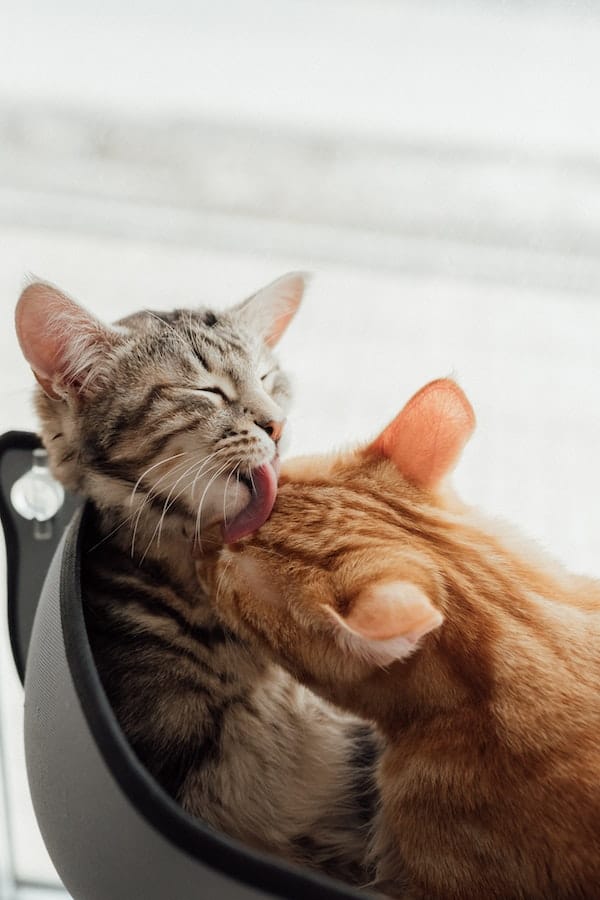 Why Do Cats Lick Each Other 4 Reasons Behind This Behavior