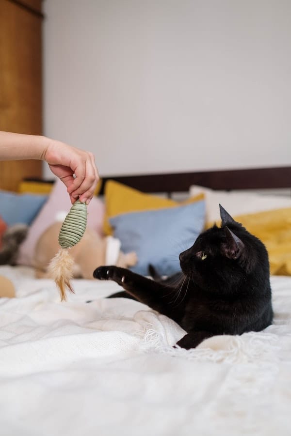 cat-playing