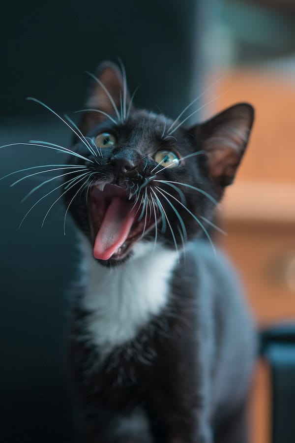 Are Cats Protective? 4 Ways How Do Cats Protect Their Owners