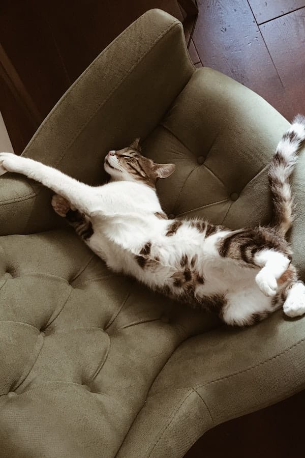 cat-sleep-on-couch