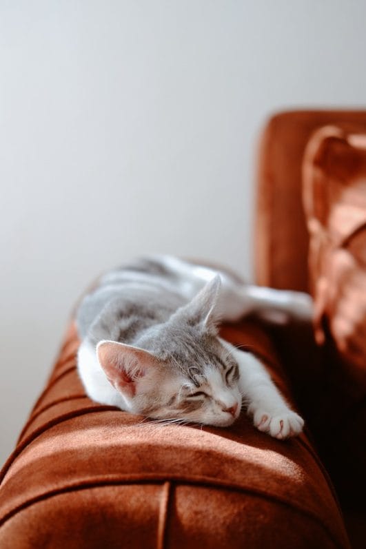 4 Tips & Tricks on How to Get Your Cat to Sleep With You