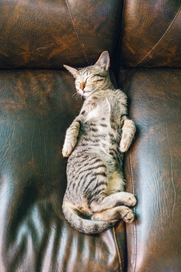 cat-sleep