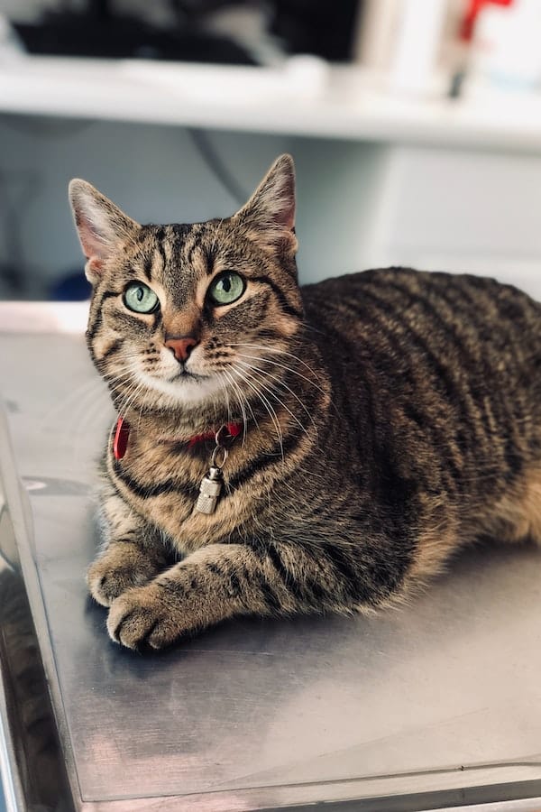 Why Is My Cat Peeing Everywhere? 4 Reasons & Tips To Prevent It