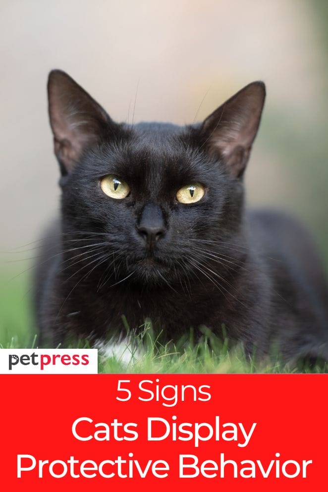 Are Cats Protective? 4 Ways How Do Cats Protect Their Owners