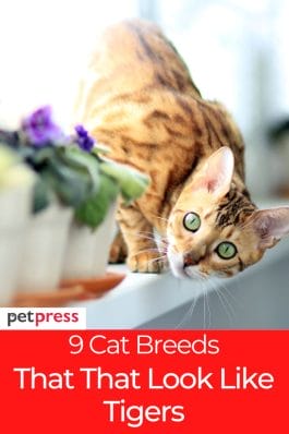 9 Cats That Look Like Tigers - A Guide to Tiger-Like Cat Breeds