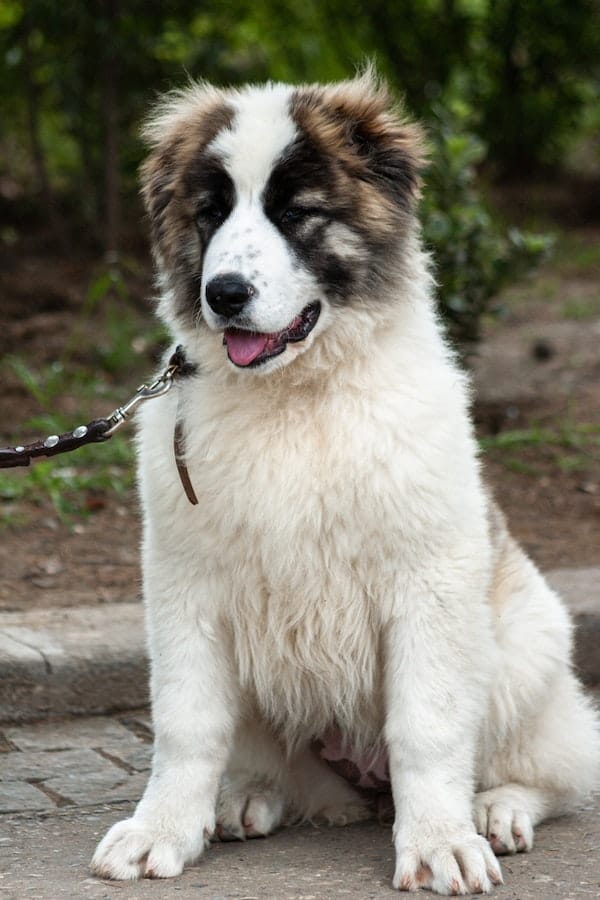 caucasian-shepherd-dog