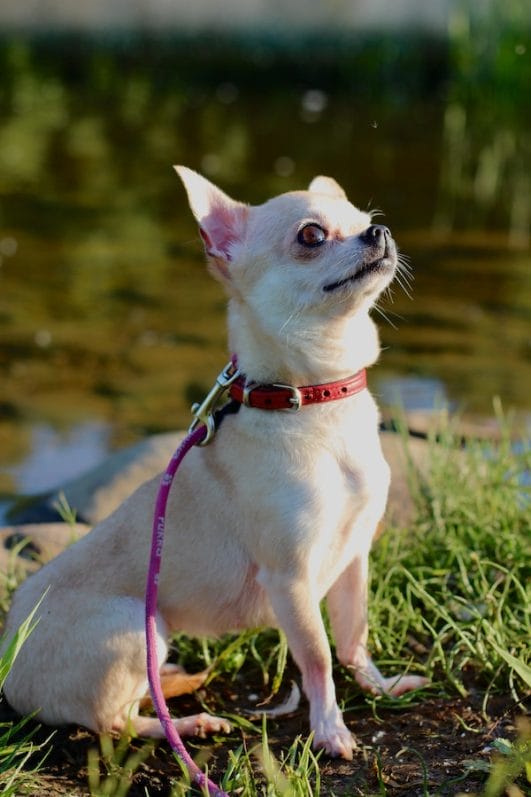4 Common Reasons Why Chihuahuas Are So Aggressive