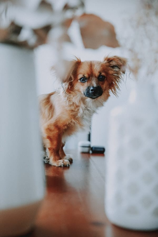 4 Common Reasons Why Chihuahuas Are So Aggressive