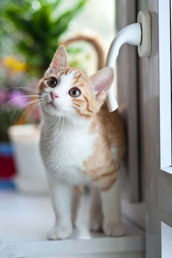 cute-kitten