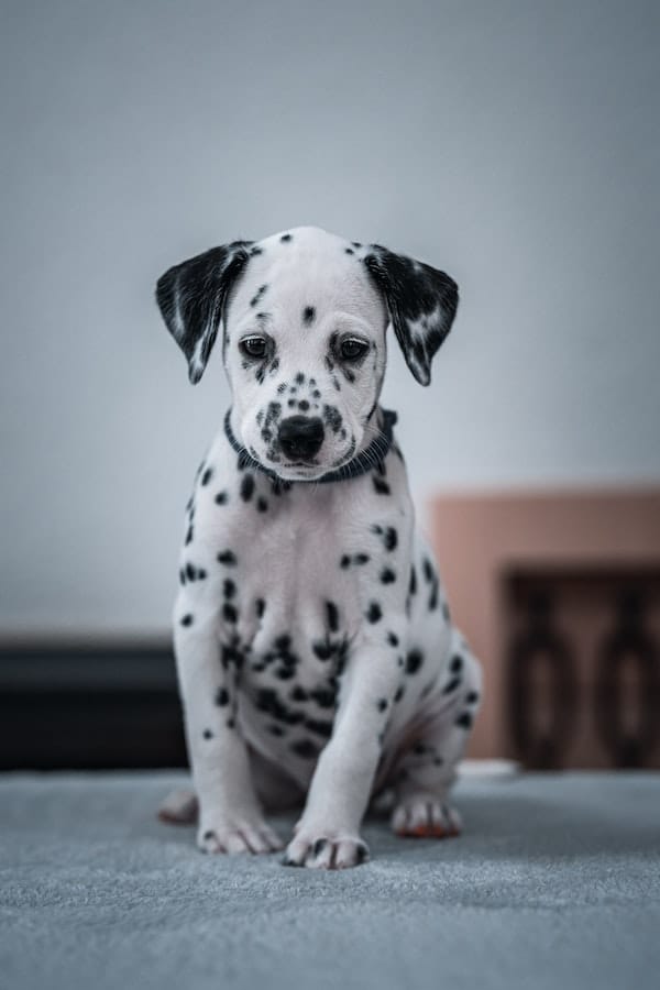 are dalmatians a rare breed