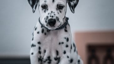 dalmatian-dog