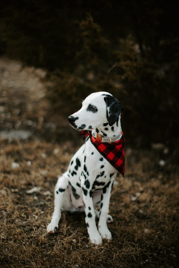 dalmatian-puppy