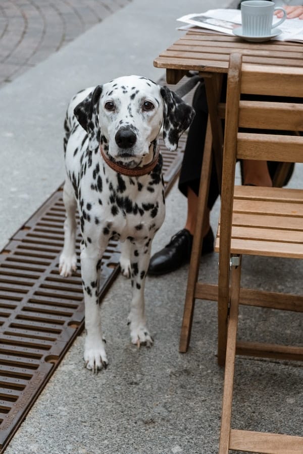 dalmatian