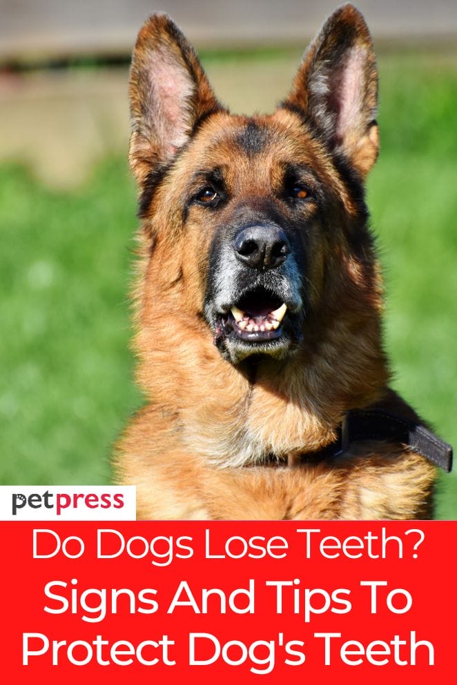do dog lose teeth