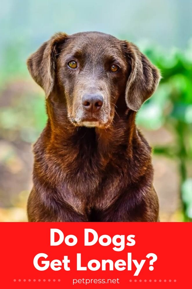 Do Dogs Get Lonely? How to Tell and What to Do About It!