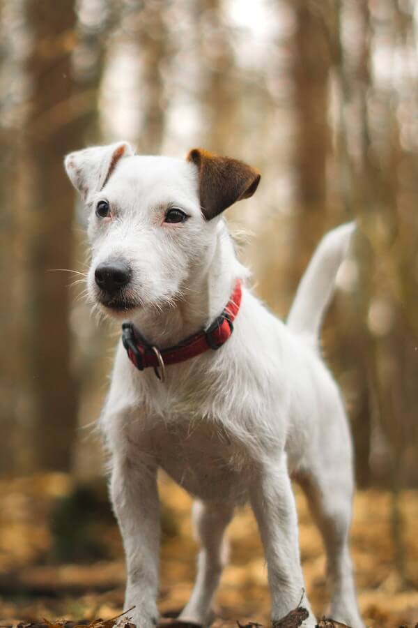 Do Dogs Get Lonely? How to Tell and What to Do About It!