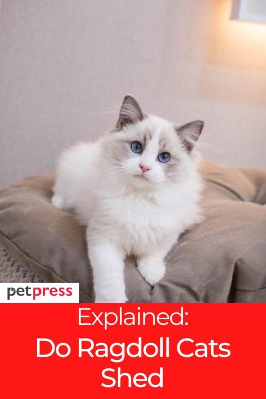 Explained Do Ragdoll Cats Shed? Tips to Keep Their Coat Healthy