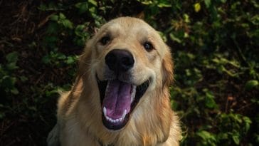 dog-smiling-teeth