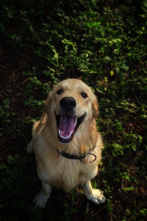 dog-smiling-teeth