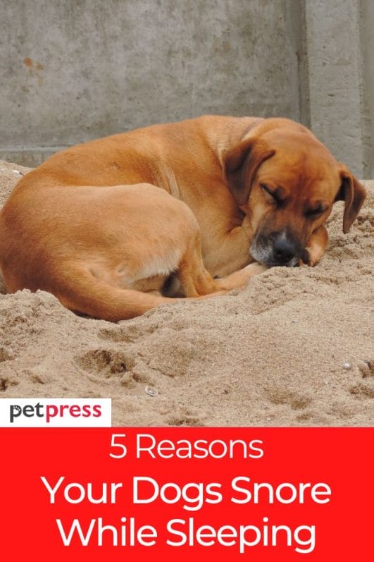 Is It Normal for Dogs to Snore? 5 Causes of Snoring in Dogs