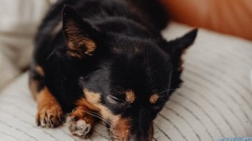 dog-snoring