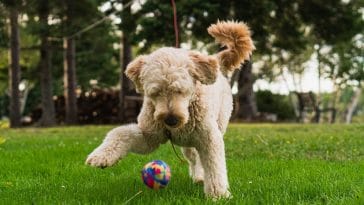 dog that looks like a sheep