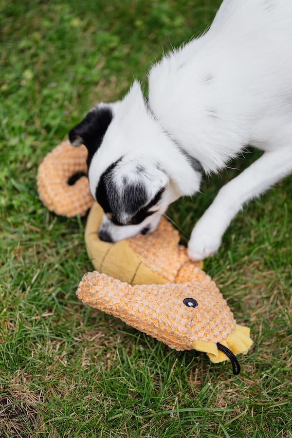 dog-toys