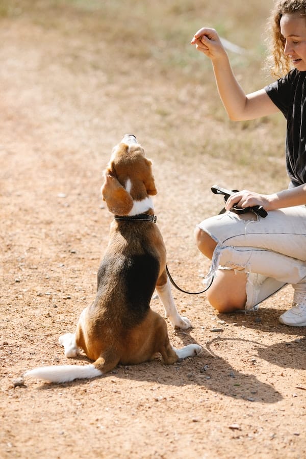 dog-treat