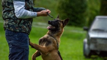 dogs that are easy to potty train