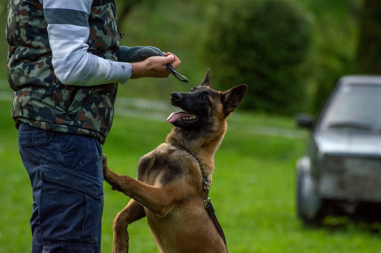 10 Dogs That Are Easy To Potty Train (Even For A Beginner)