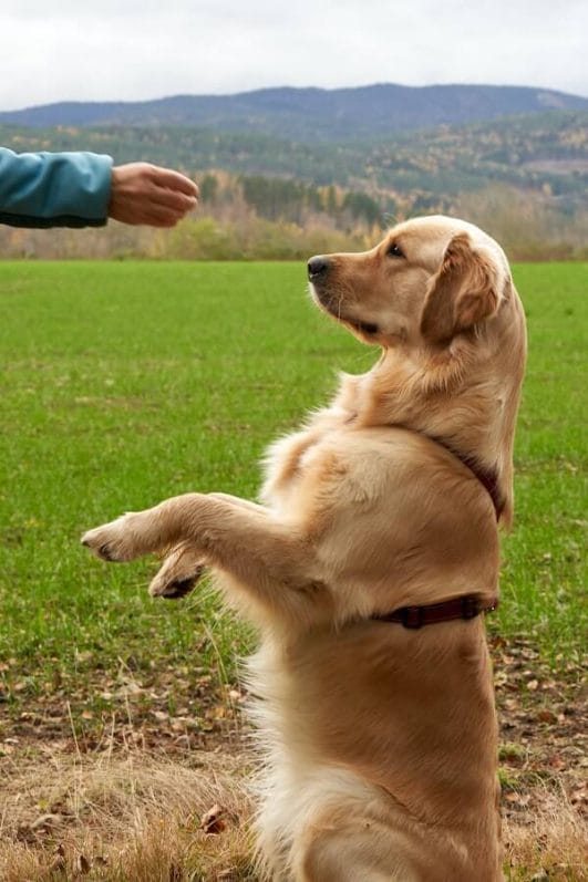 10 Dogs That Are Easy To Potty Train (Even For A Beginner)