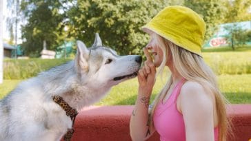 dogs that are hard to train