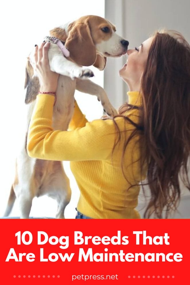 10 Low-Maintenance Dog Breeds to Make Your Life Easier