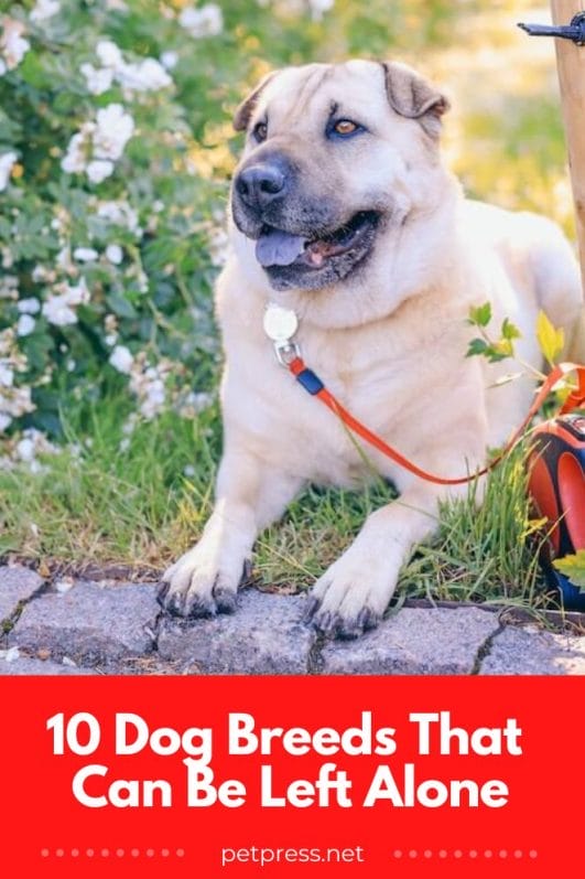 10 Dog Breeds That Can Be Left Alone (Without You Feeling Guilty)