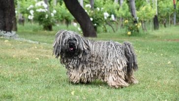dogs that look like a mop