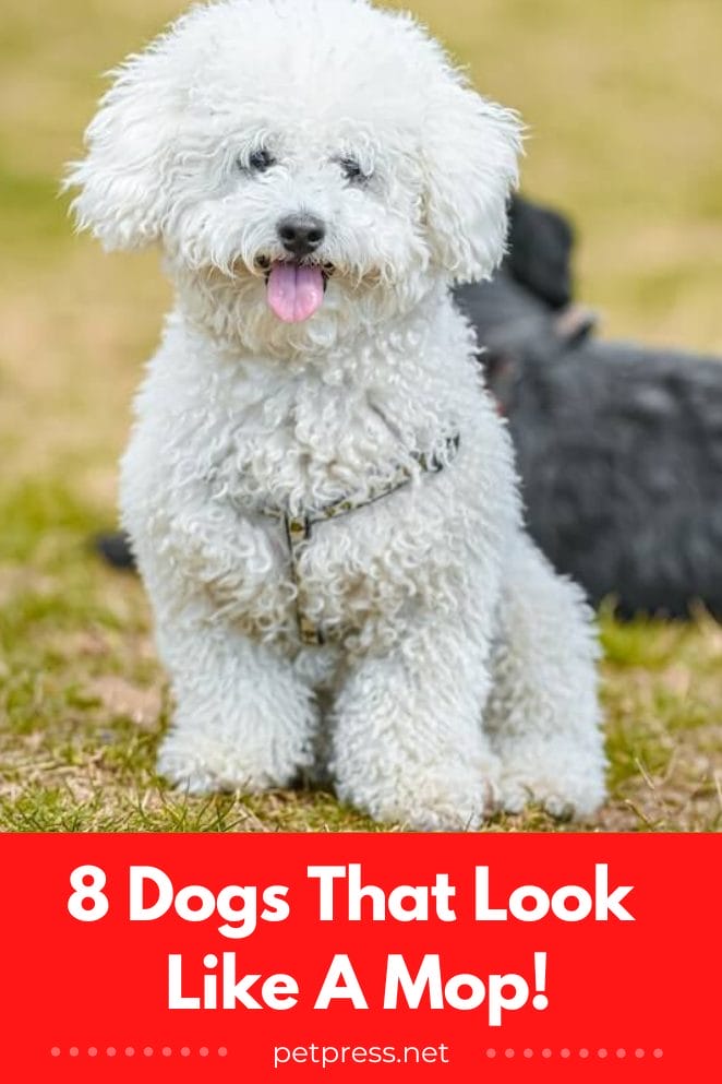 8 Adorable MopLike Dog Breeds You Can’t Help But Love!