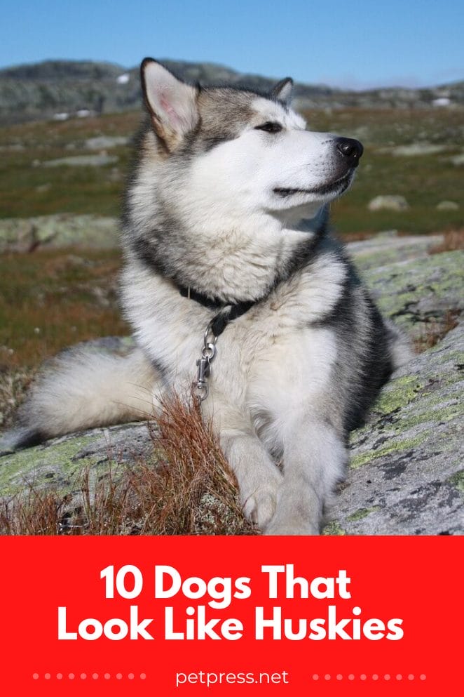 The Husky Doppelgangers 10 Dogs That Look Just Like Huskies   Dogs That Look Like Huskies1 