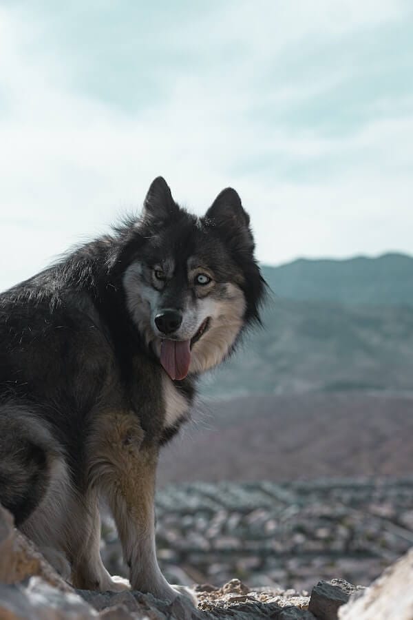 The Husky Doppelgangers 10 Dogs That Look Just Like Huskies   Dogs That Look Like Huskies2 