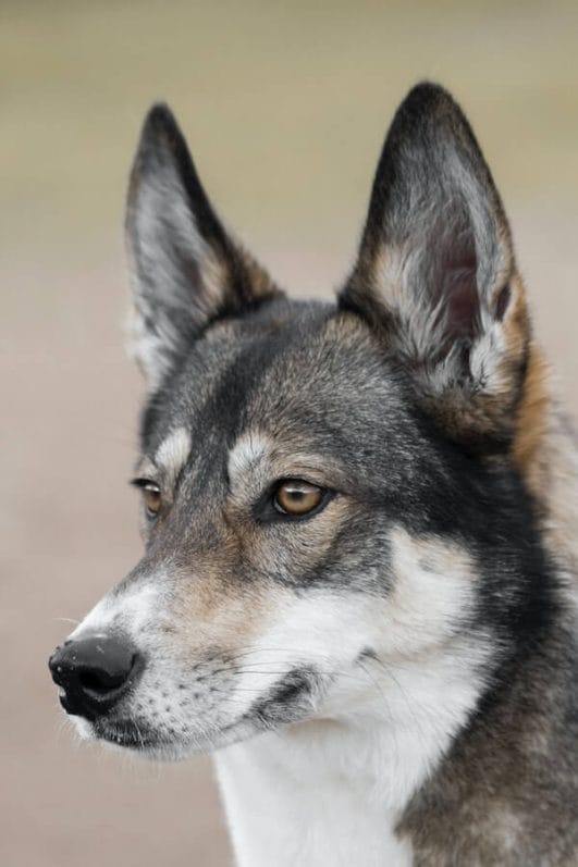 The Husky Doppelgangers 10 Dogs That Look Just Like Huskies   Dogs That Look Like Huskies4 531x797 