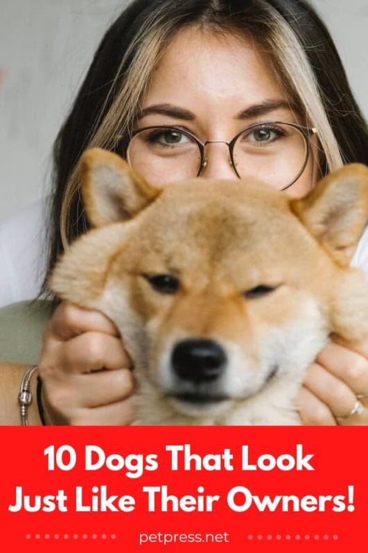 10 Hilarious Photos Of Dogs That Look Just Like Their Owners