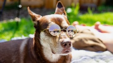 dogs that looks like celebrities