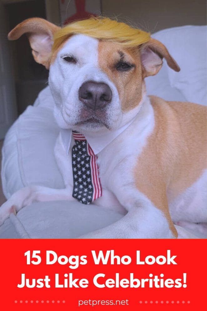 Fetching LookAlikes 15 Dogs Who Look Just Like Celebrities!