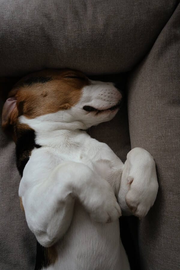 Snooze Fest! 8 Dogs That Snore the Loudest & How to Help Them