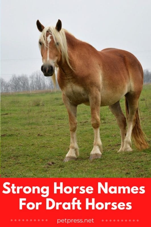 57 Strong Horse Names For Draft Horses