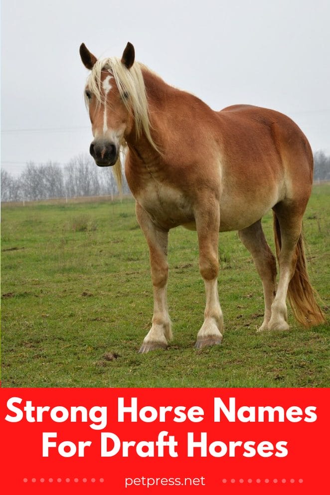 57 Strong Horse Names For Draft Horses