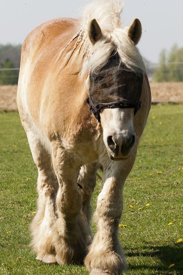 57-strong-horse-names-for-draft-horses