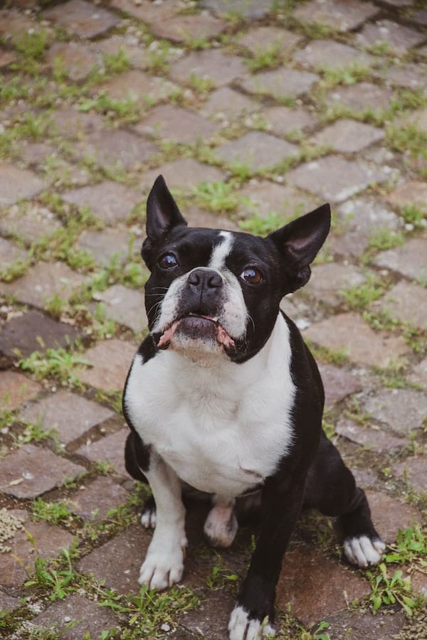 french-bulldog