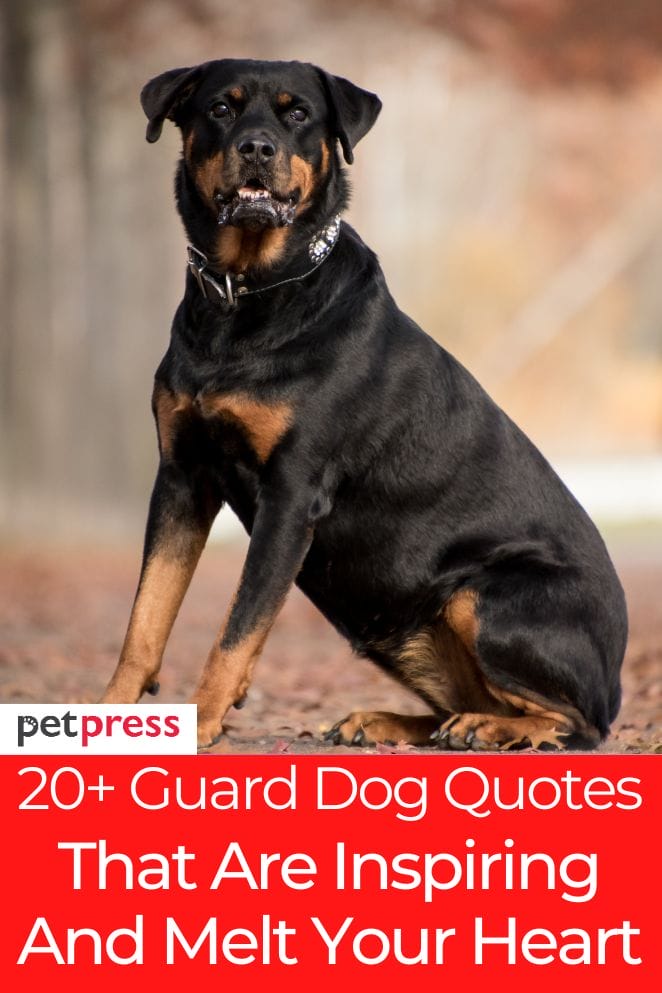 guard dog quotes