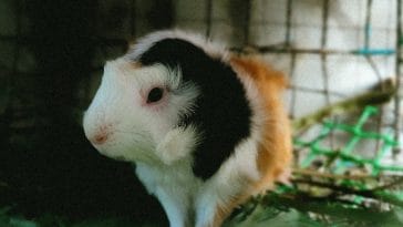 guinea-pig